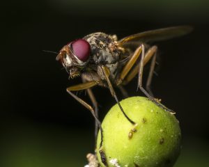 Moscas en la fruta. | Crédito. Getty images. 