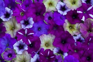 Petunia. | Crédito: Getty images.