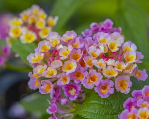 Lantana. | Crédito: Getty images.