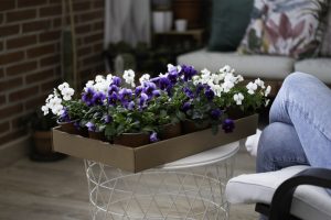 Viola. | Crédito: Getty images.