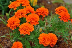 Calendula. | Crédito: Getty images.