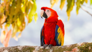 Guacamayo en Colombia | Getty Images
