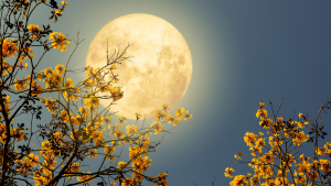 Luna llena | Getty Images