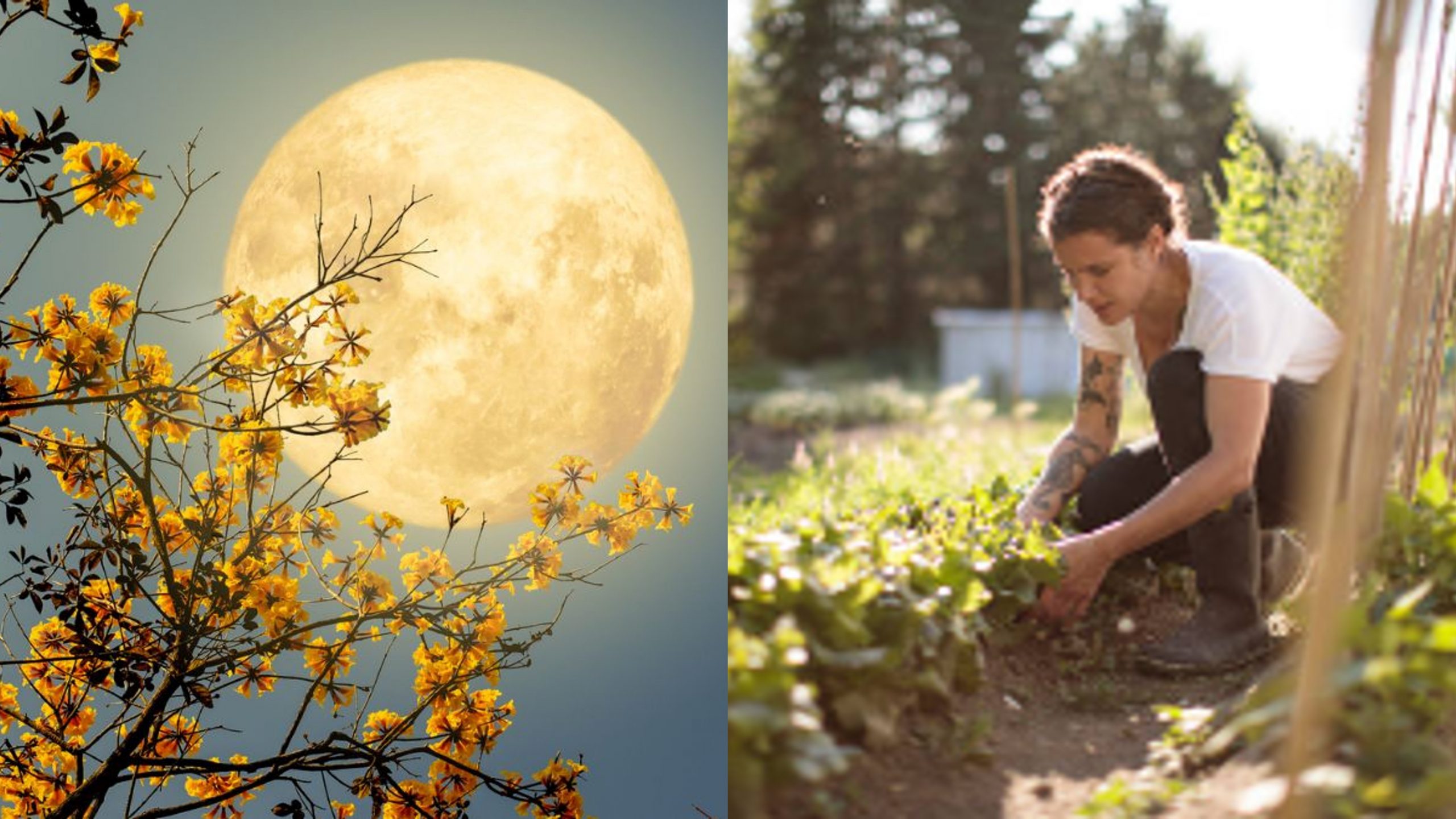 Mejor luna para sembrar