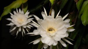 Flor de la noche