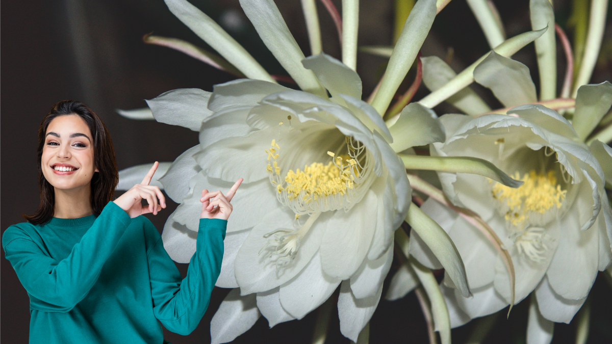 Flor que abre con la luz de la luna | Getty Images