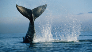 Ballenas | Getty Images